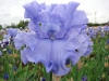 DODGER BLUE