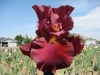 Les plus beaux Iris