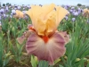 Les plus beaux Iris