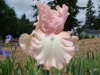 Les plus beaux Iris