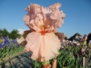 Les plus beaux Iris