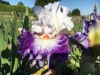 Les plus beaux Iris