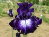 Les plus beaux Iris